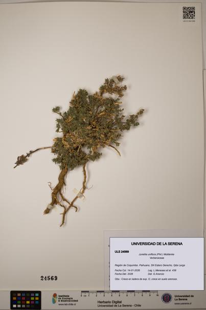 Junellia uniflora [Espécimen: ULS:ULS:0024569]