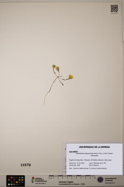Chaetanthera depauperata [Espécimen: ]