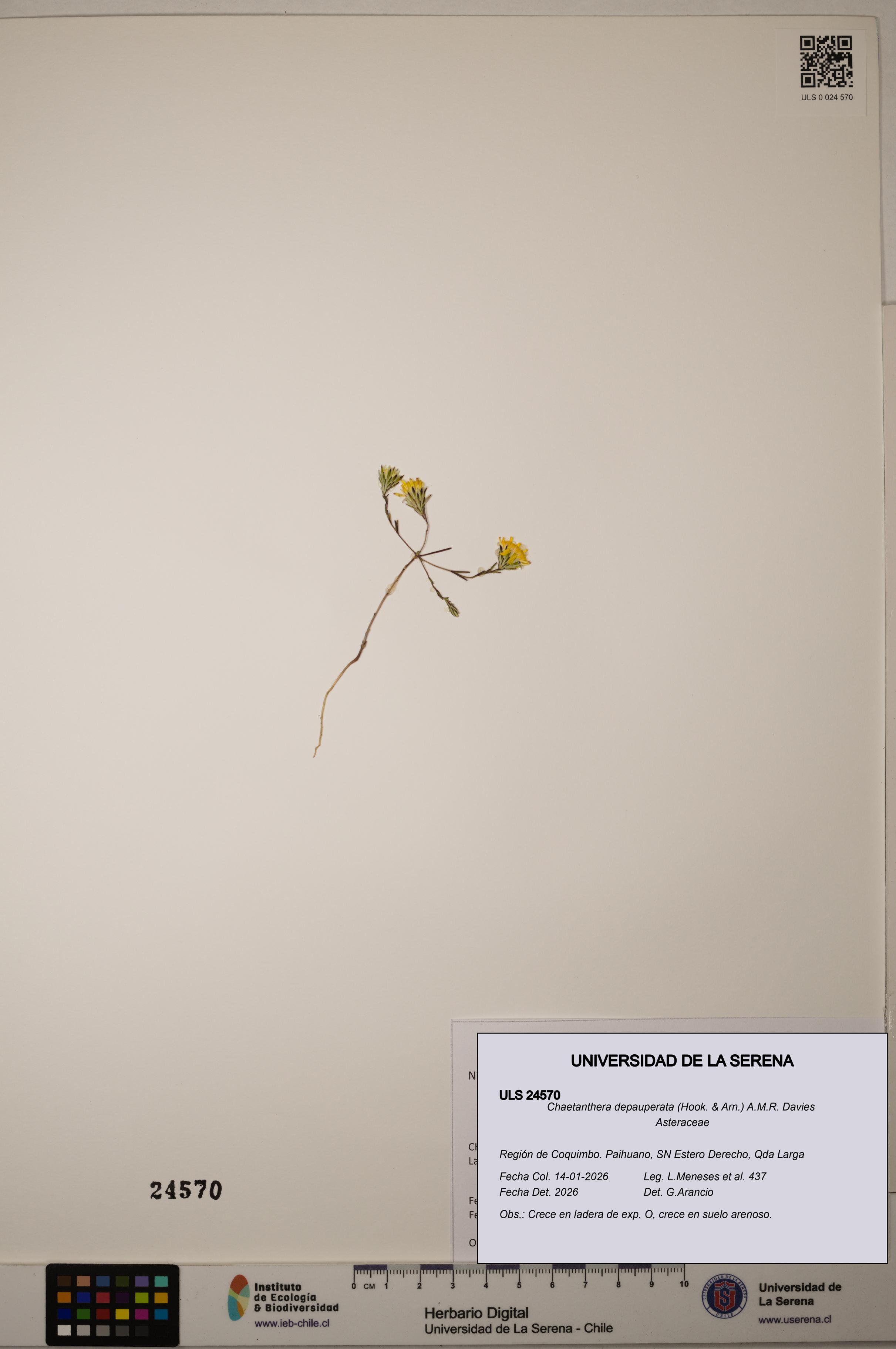 Chaetanthera depauperata [Espécimen: ]