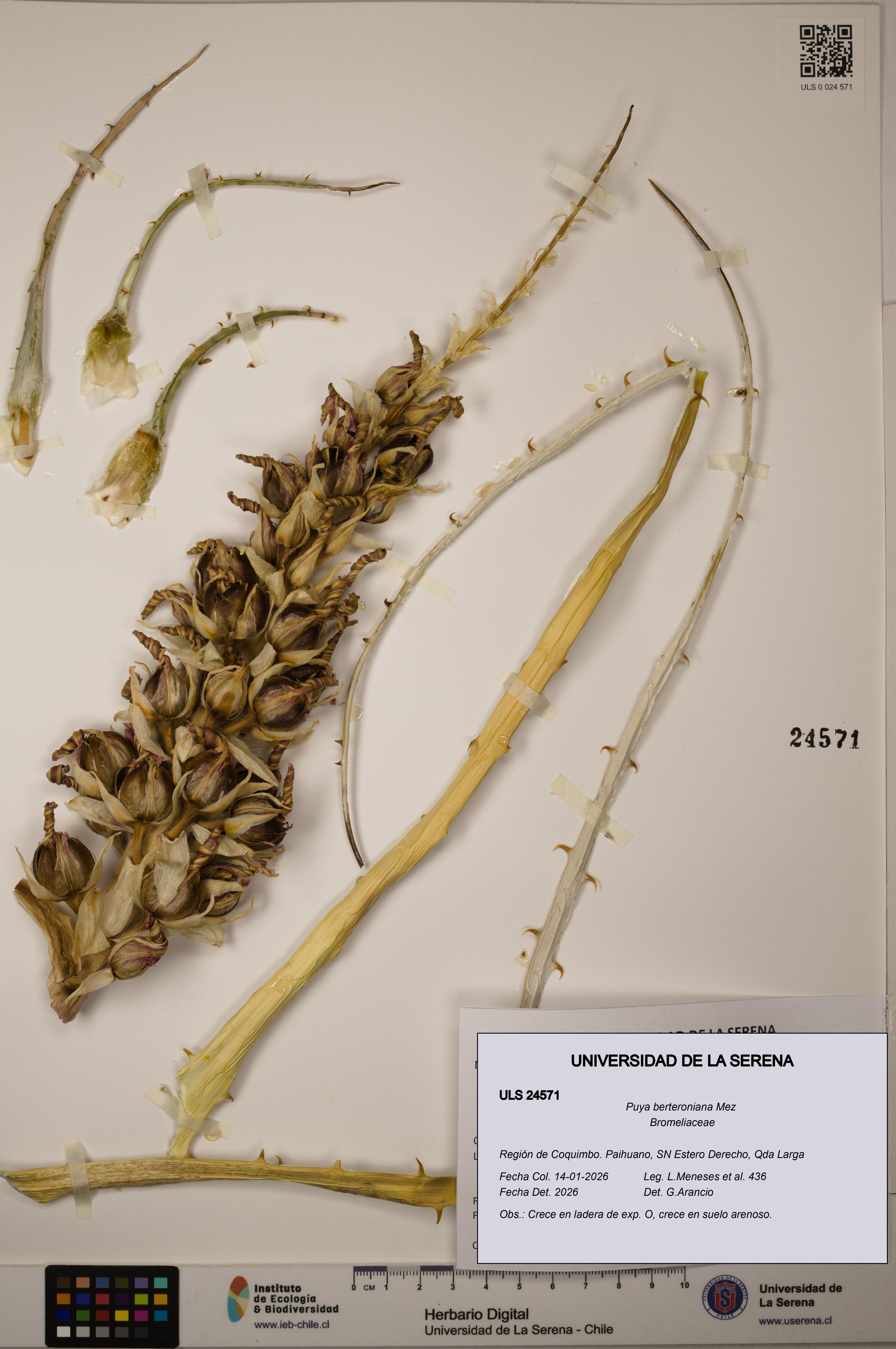 Puya berteroniana [Espécimen: ]
