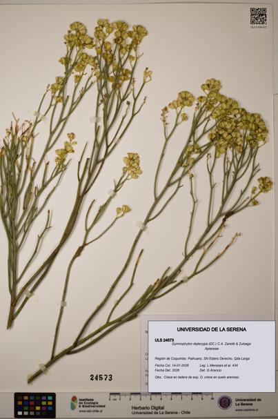 Gymnophyton dipterygia [Espécimen: ]