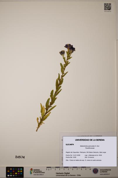 Malesherbia paniculata [Espécimen: ULS:ULS:0024574]