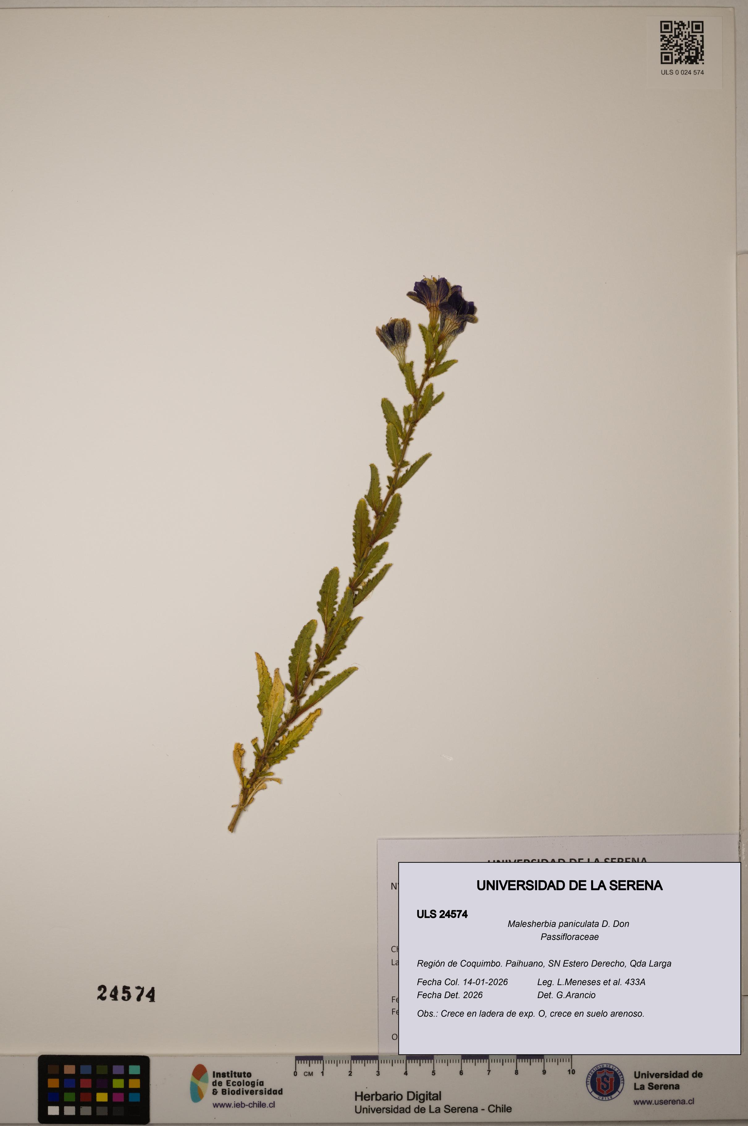 Malesherbia paniculata [Espécimen: ULS:ULS:0024574]