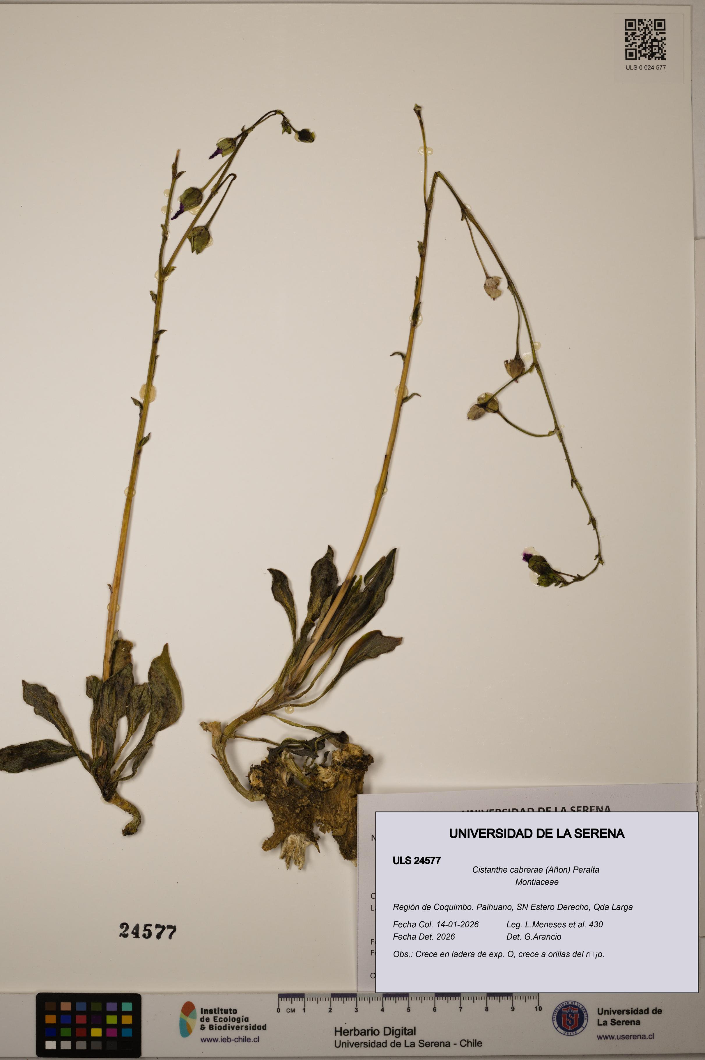 Cistanthe cabrerae [Espécimen: ULS:ULS:0024577]