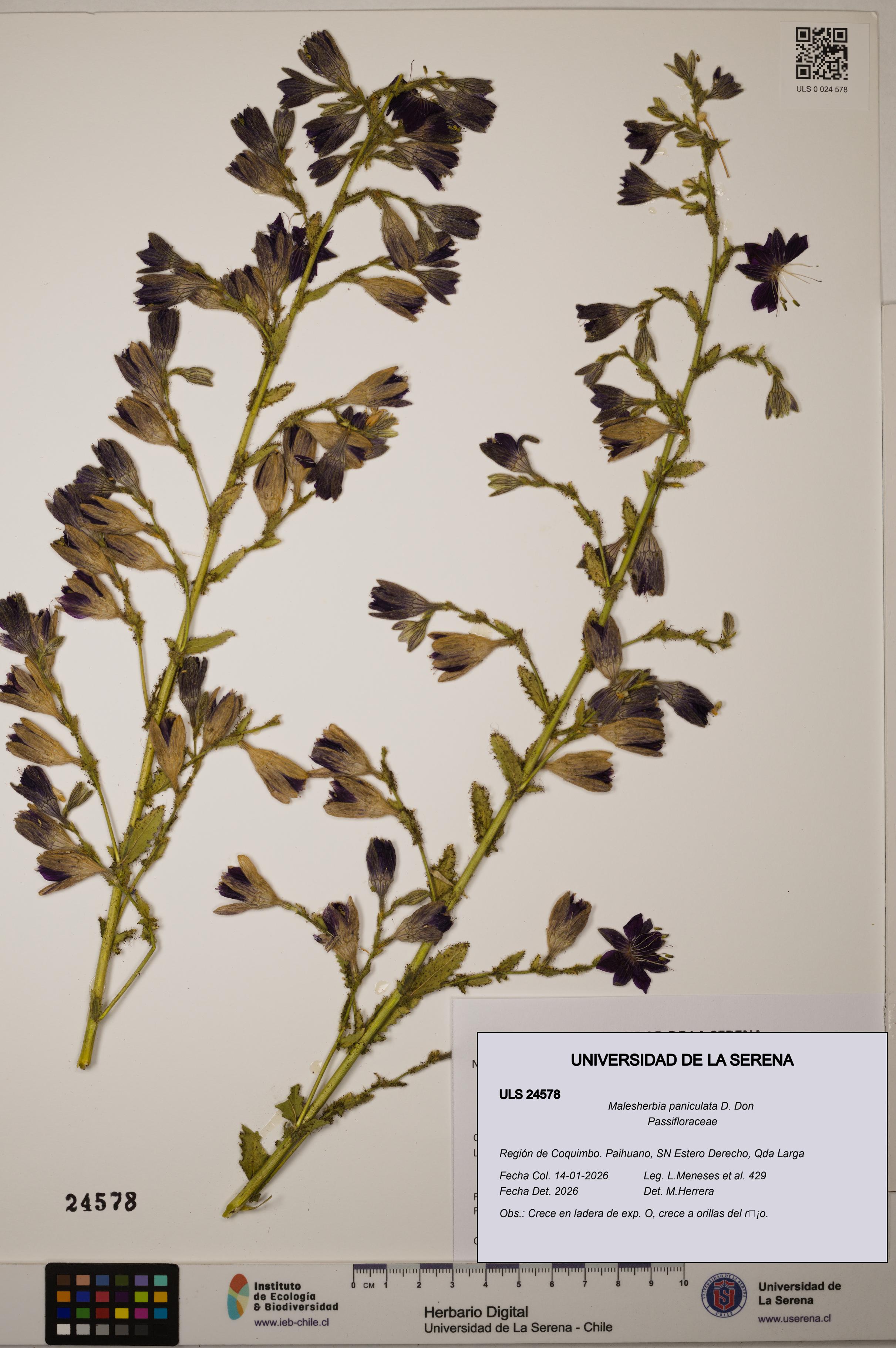 Malesherbia paniculata [Espécimen: ULS:ULS:0024578]