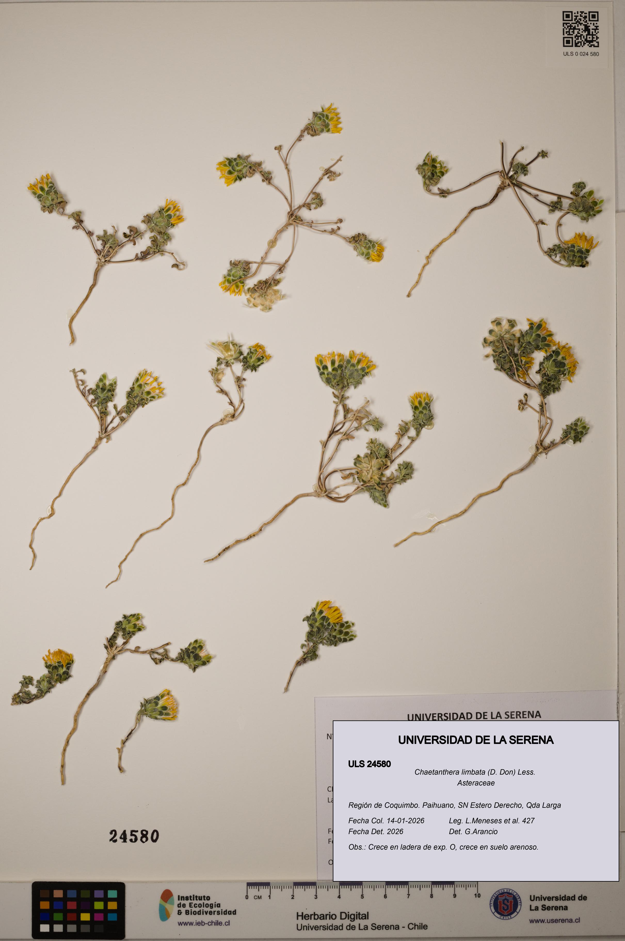 Chaetanthera limbata [Espécimen: ULS:ULS:0024580]