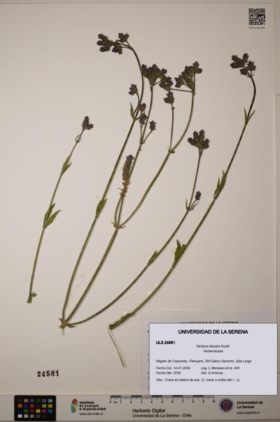 Verbena litoralis [Espécimen: ULS:ULS:0024581]