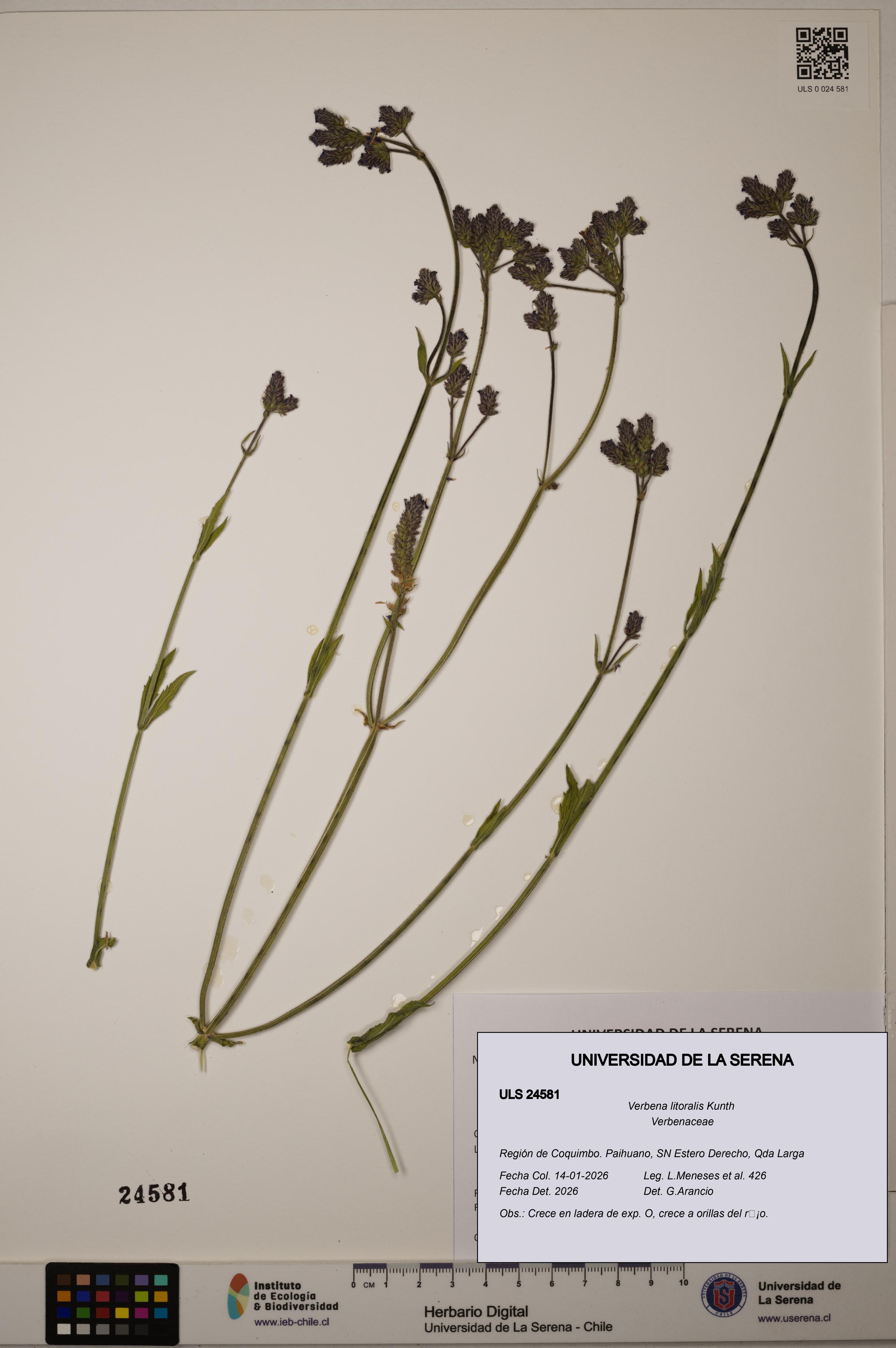 Verbena litoralis [Espécimen: ULS:ULS:0024581]