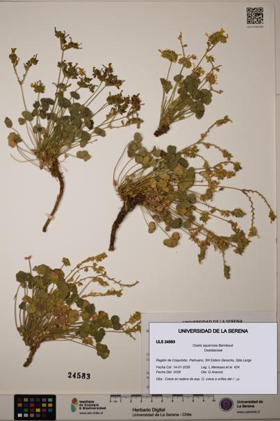 Oxalis squarrosa [Espécimen: ]