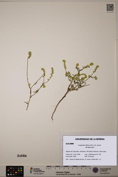 Cryptantha diffusa [Espécimen: ULS:ULS:0024584]