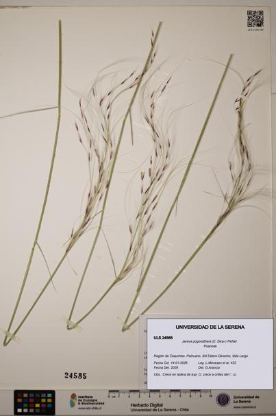 Jarava pogonathera [Espécimen: ULS:ULS:0024585]