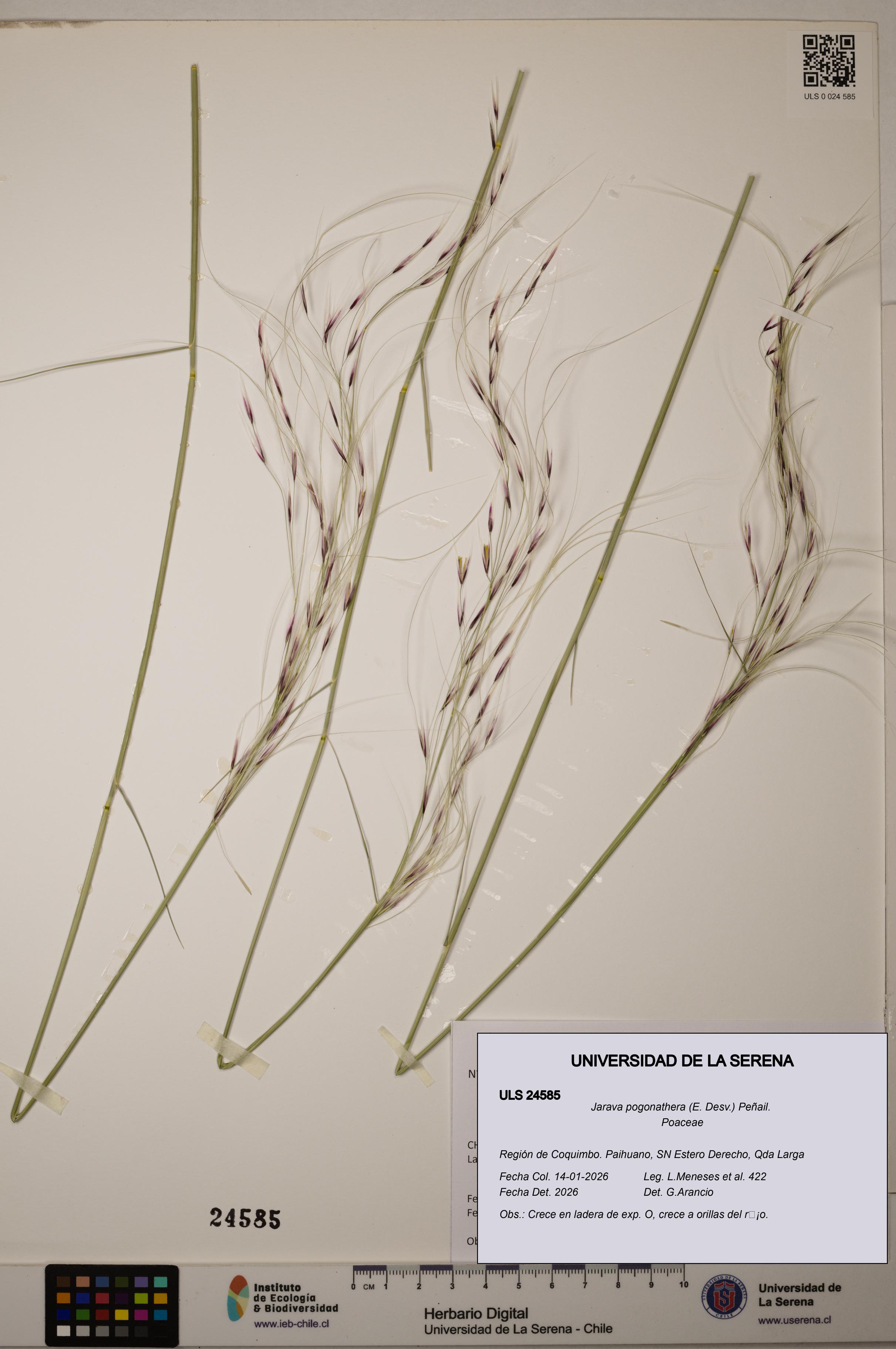 Jarava pogonathera [Espécimen: ULS:ULS:0024585]