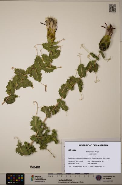 Mutisia cana [Espécimen: ULS:ULS:0024586]