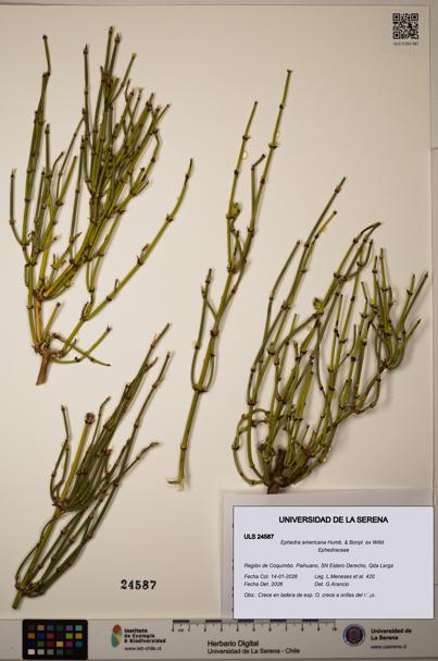 Ephedra americana [Espécimen: ]