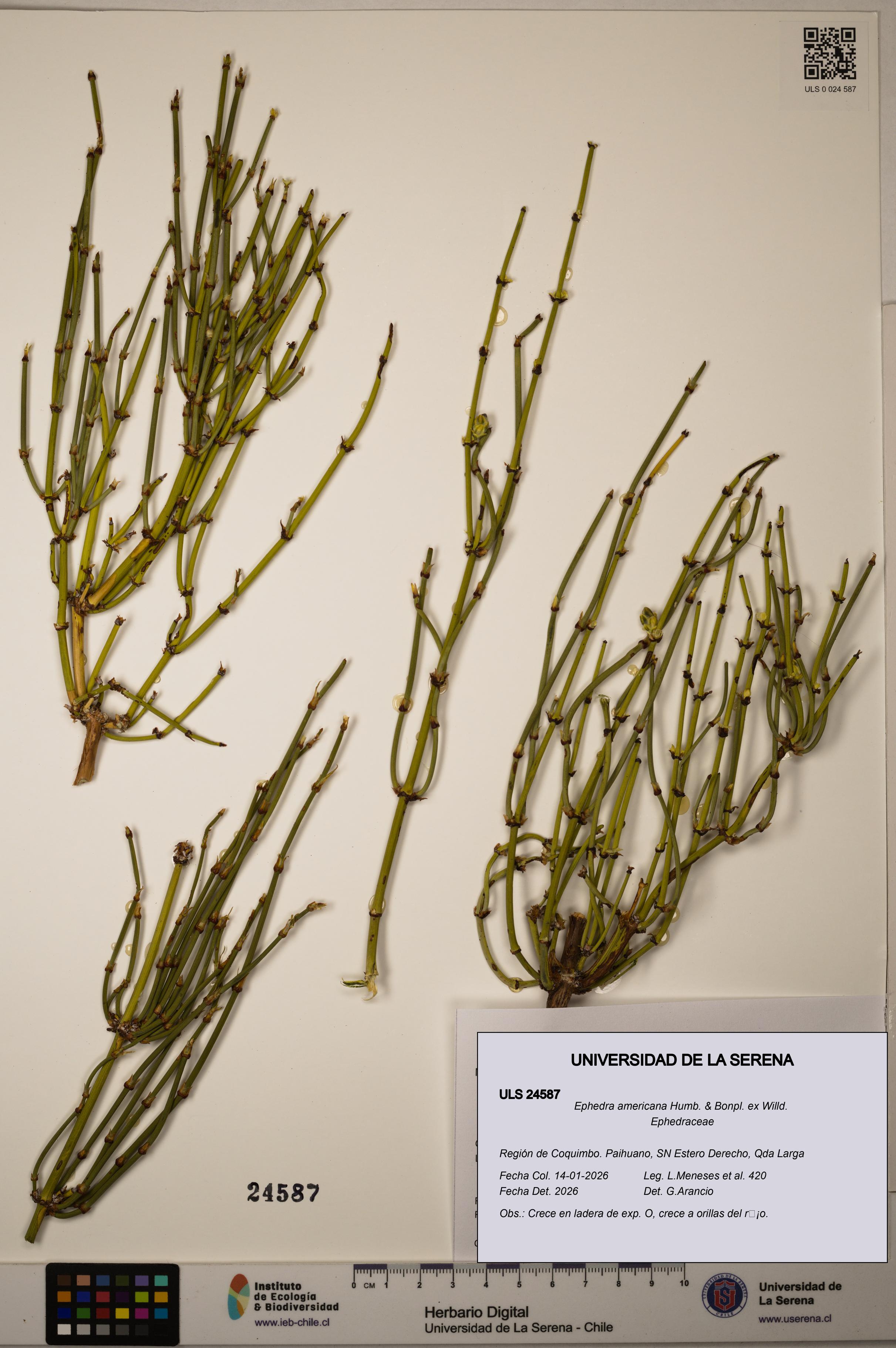 Ephedra americana [Espécimen: ]