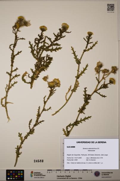 Senecio adenotrichius [Espécimen: ULS:ULS:0024588]