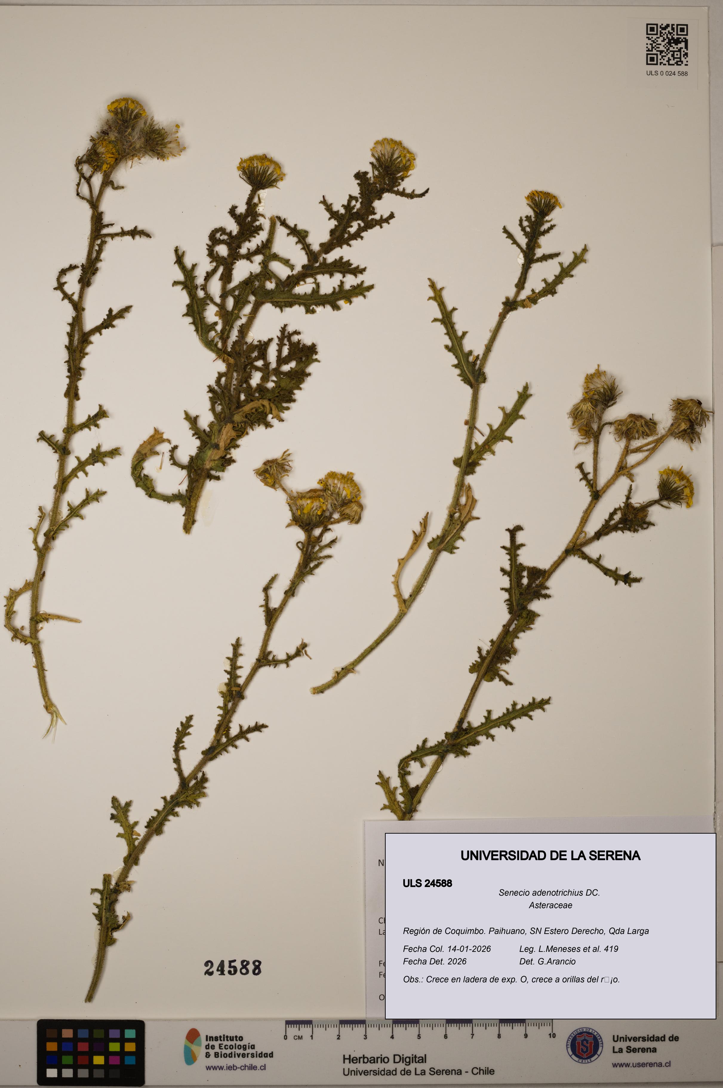 Senecio adenotrichius [Espécimen: ULS:ULS:0024588]