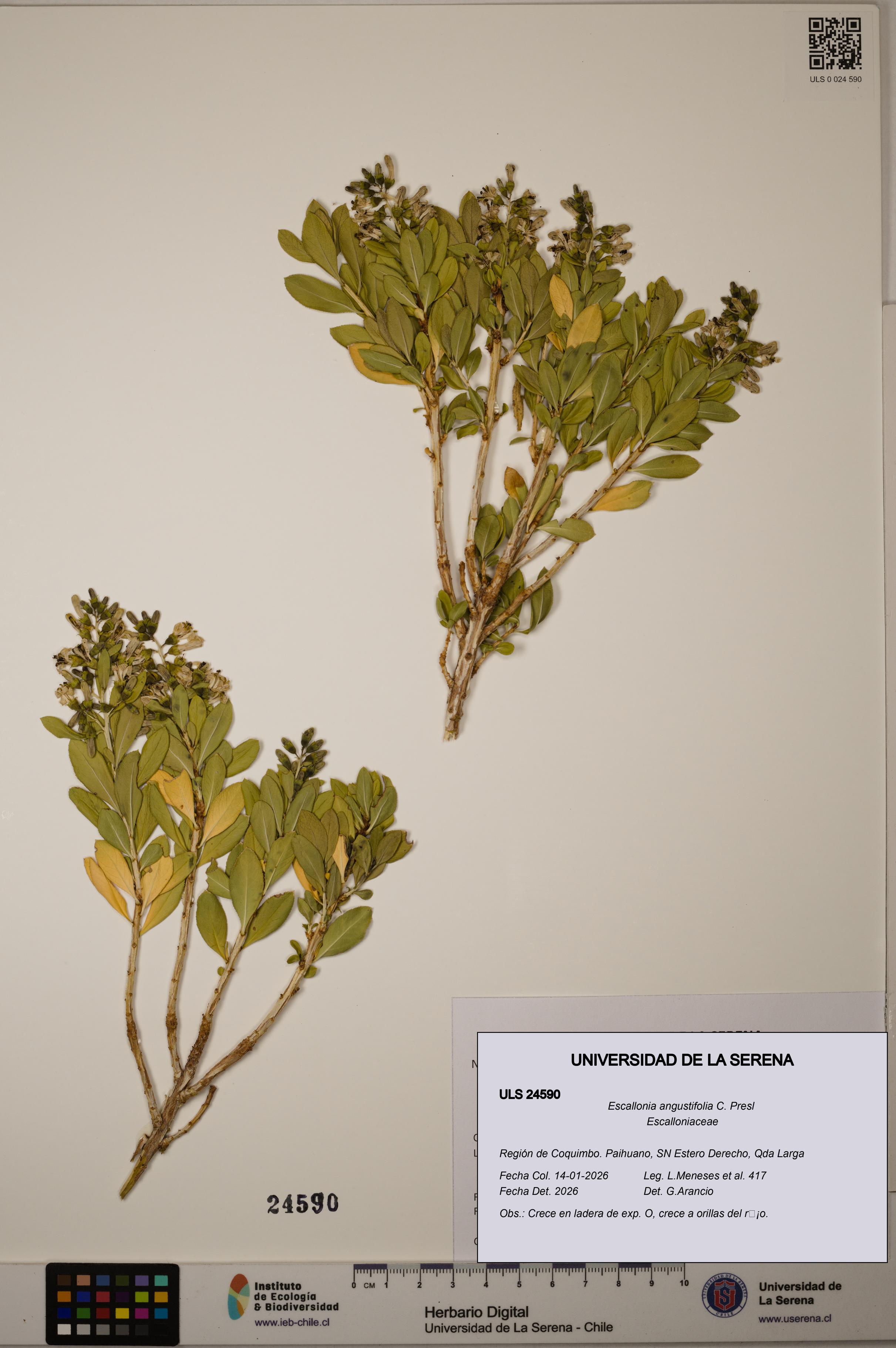 Escallonia angustifolia [Espécimen: ULS:ULS:0024590]