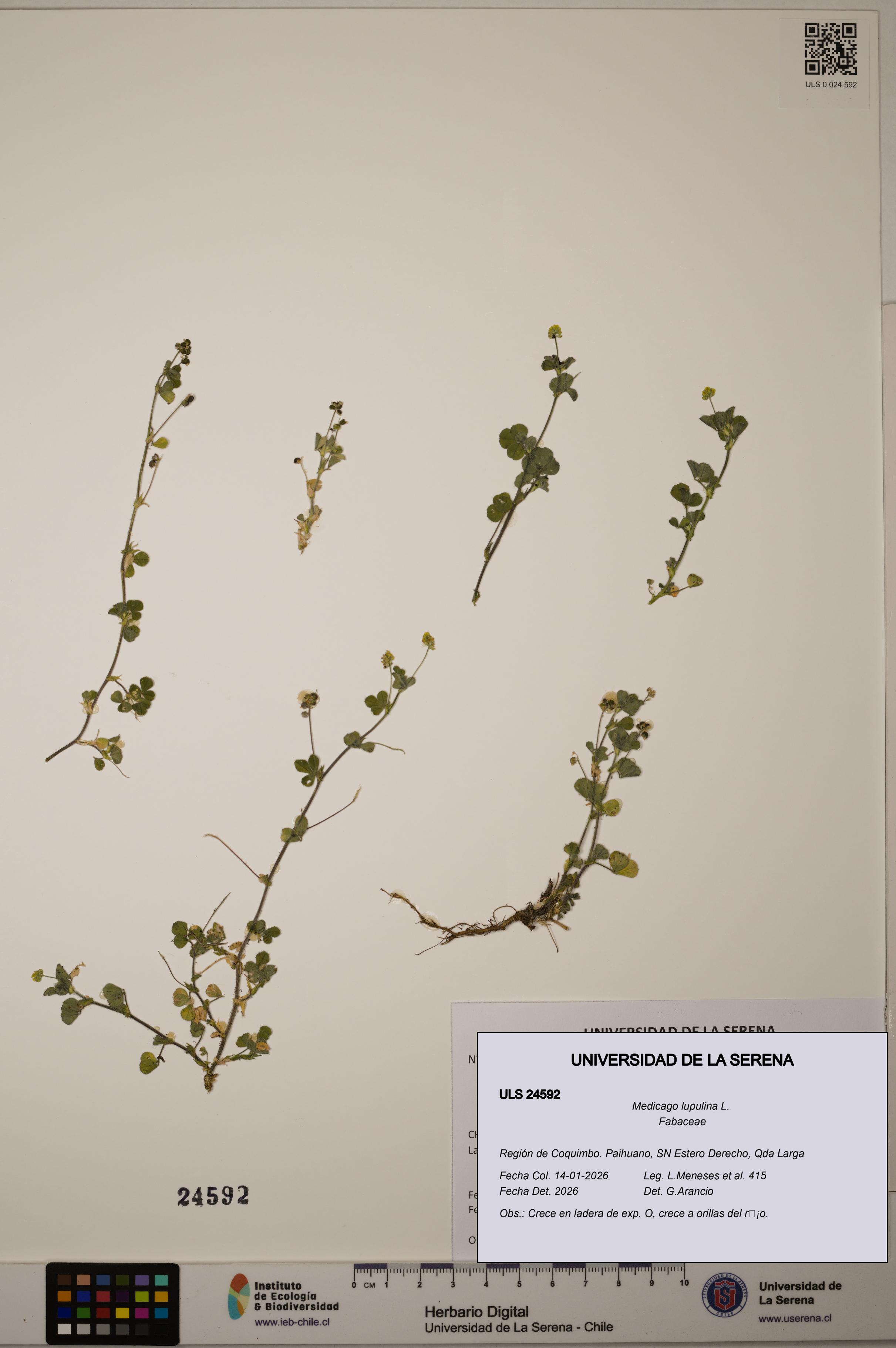 Medicago lupulina [Espécimen: ULS:ULS:0024592]