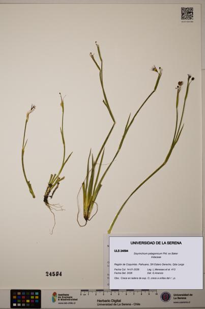 Sisyrinchium patagonicum [Espécimen: ]