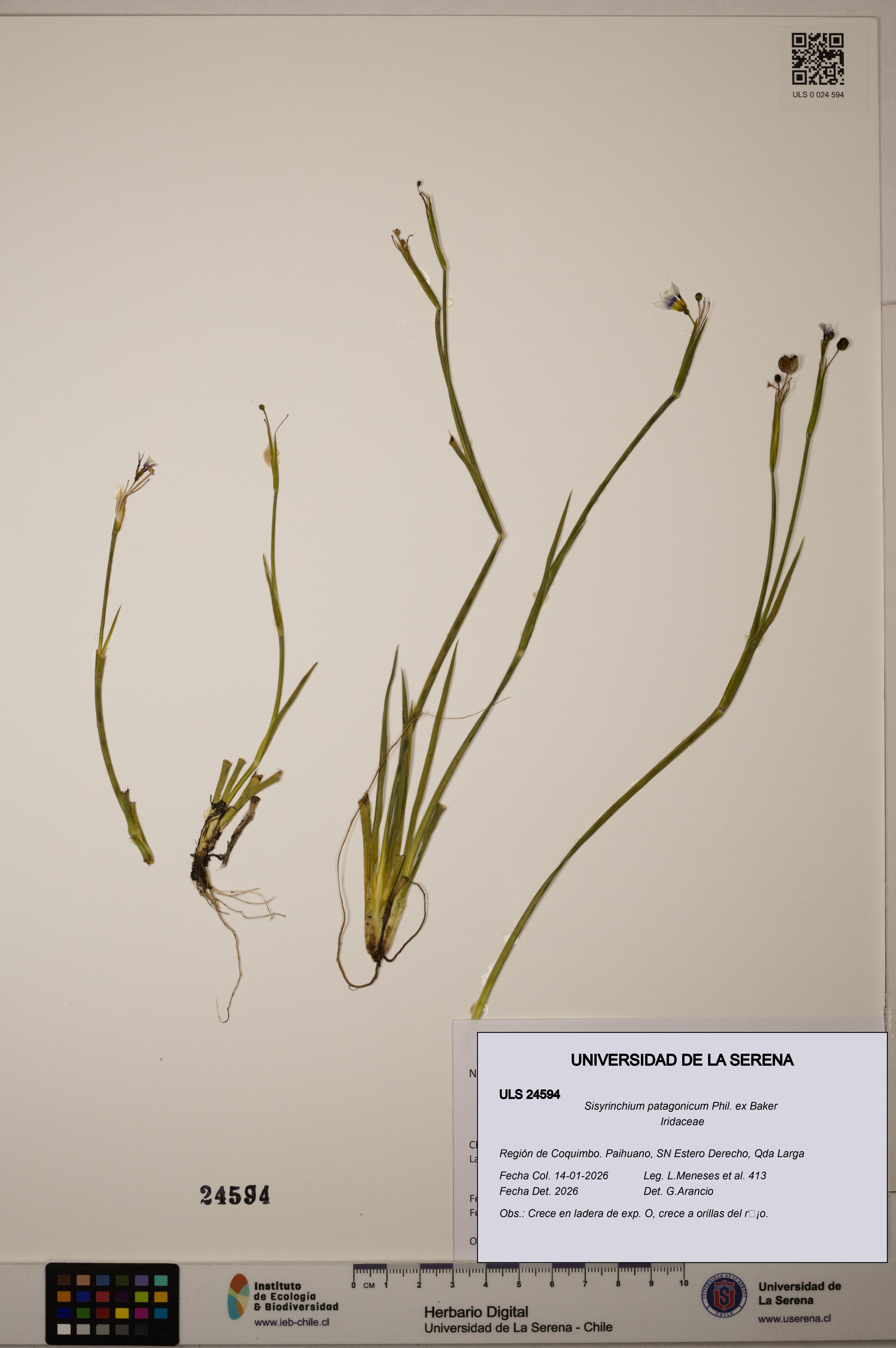 Sisyrinchium patagonicum [Espécimen: ]