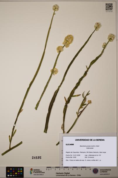 Baccharis juncea [Espécimen: ULS:ULS:0024595]