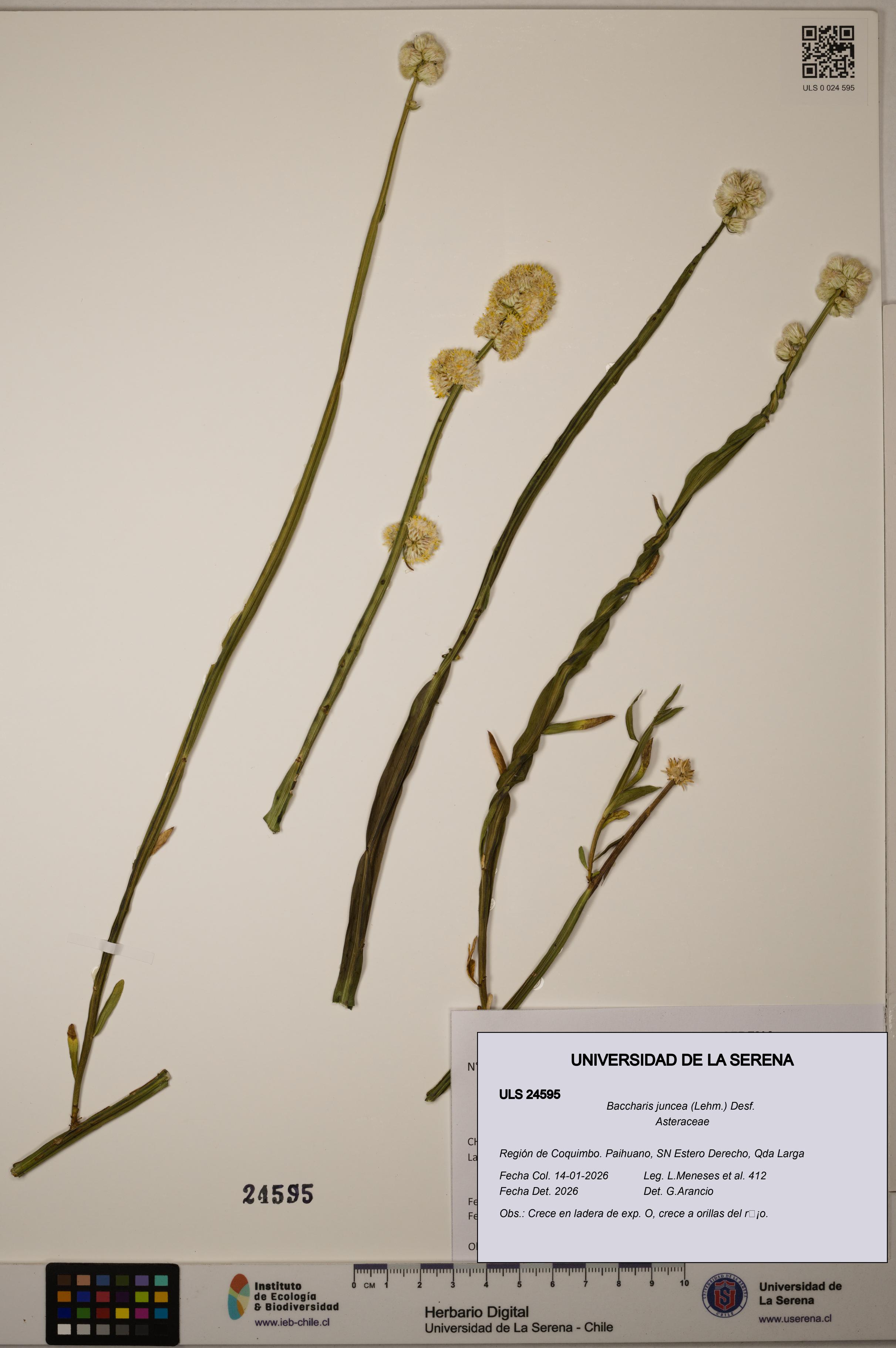 Baccharis juncea [Espécimen: ULS:ULS:0024595]