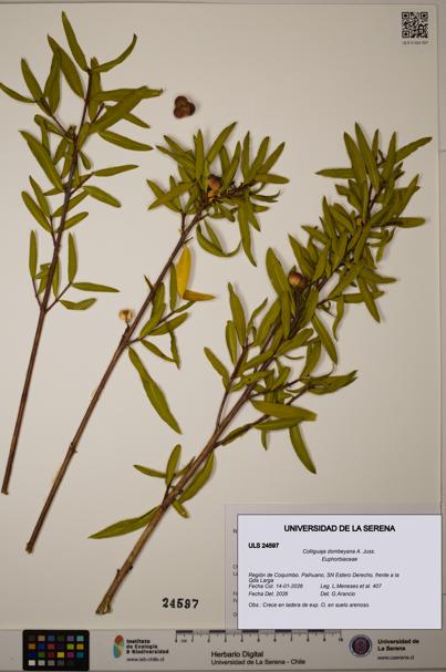 Colliguaja dombeyana [Espécimen: ULS:ULS:0024597]