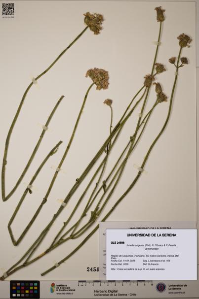 Junellia origenes [Espécimen: ULS:ULS:0024598]