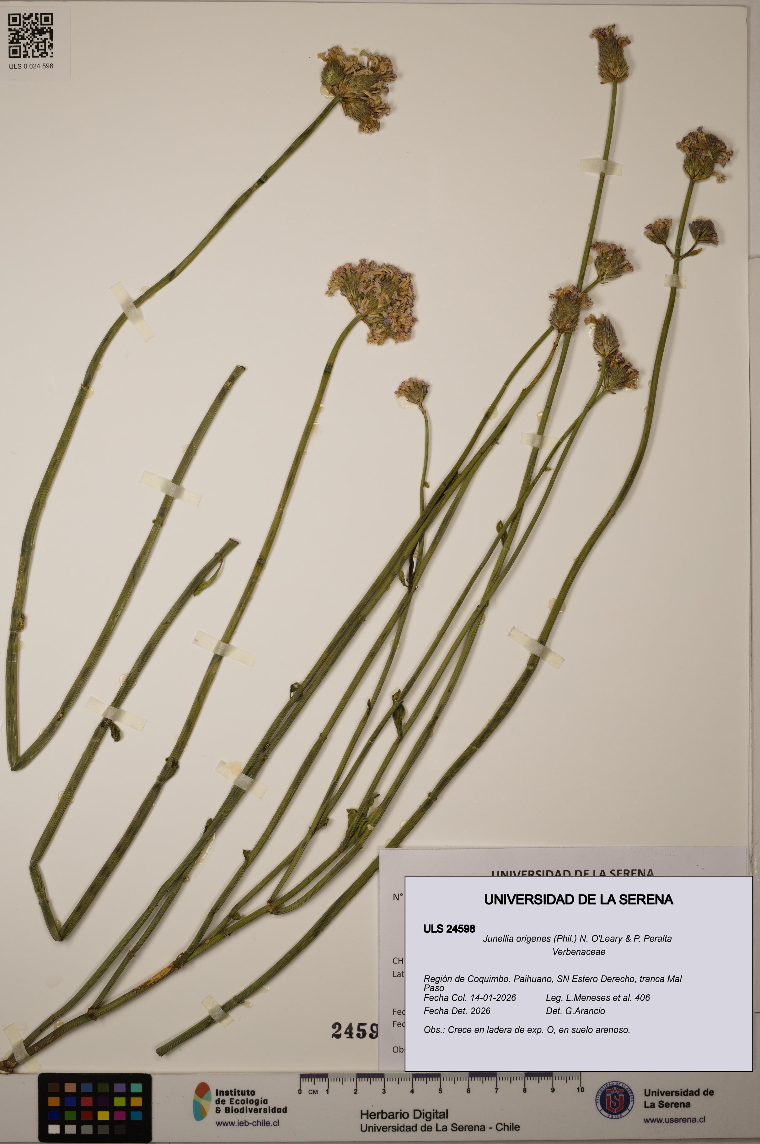 Junellia origenes [Espécimen: ULS:ULS:0024598]