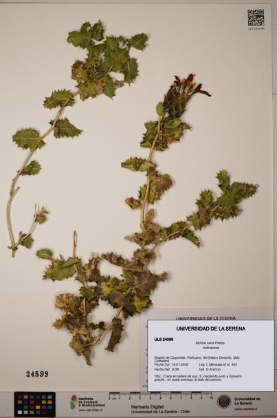 Mutisia cana [Espécimen: ULS:ULS:0024599]