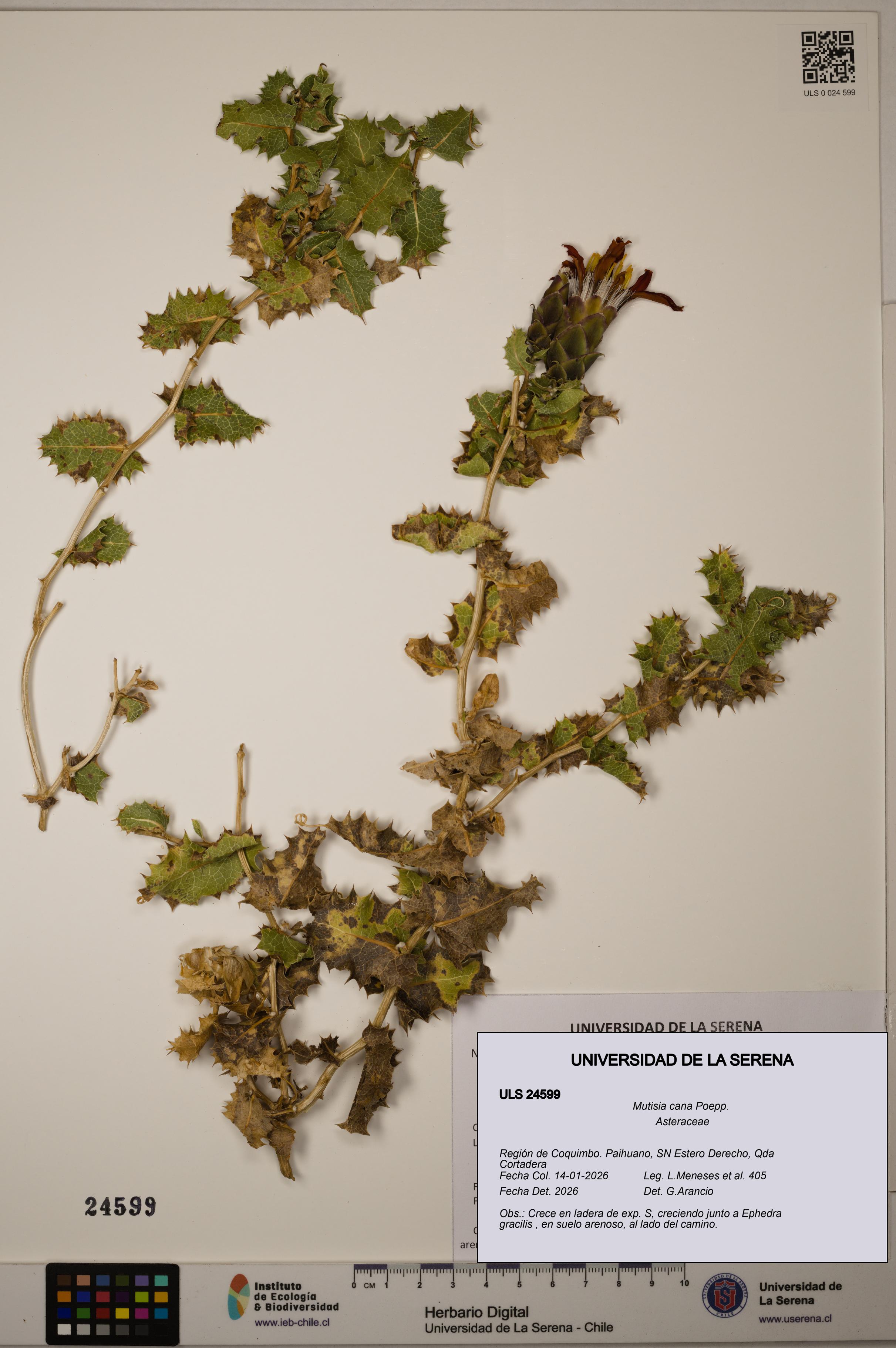 Mutisia cana [Espécimen: ULS:ULS:0024599]