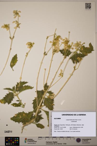 Loasa floribunda [Espécimen: ULS:ULS:0024600]