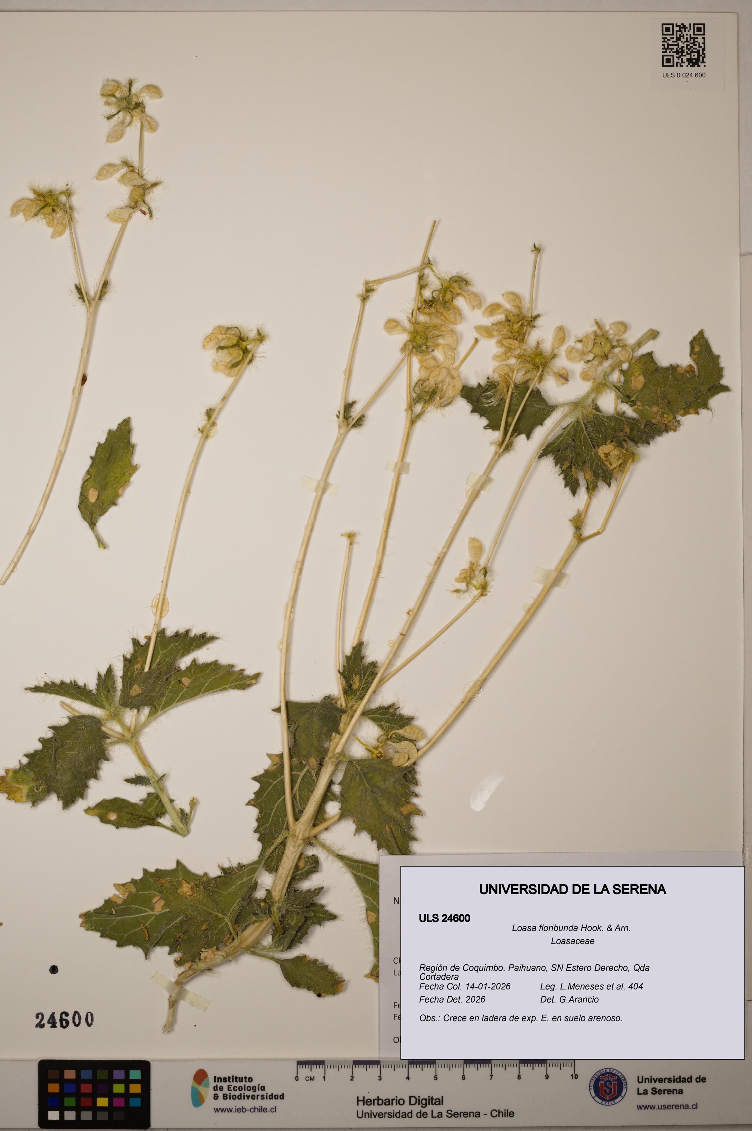 Loasa floribunda [Espécimen: ULS:ULS:0024600]