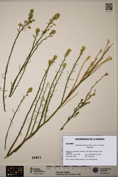 Gutierrezia resinosa [Espécimen: ]