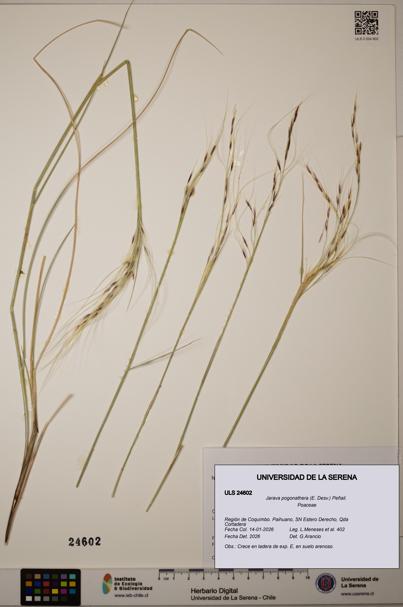 Jarava pogonathera [Espécimen: ULS:ULS:0024602]