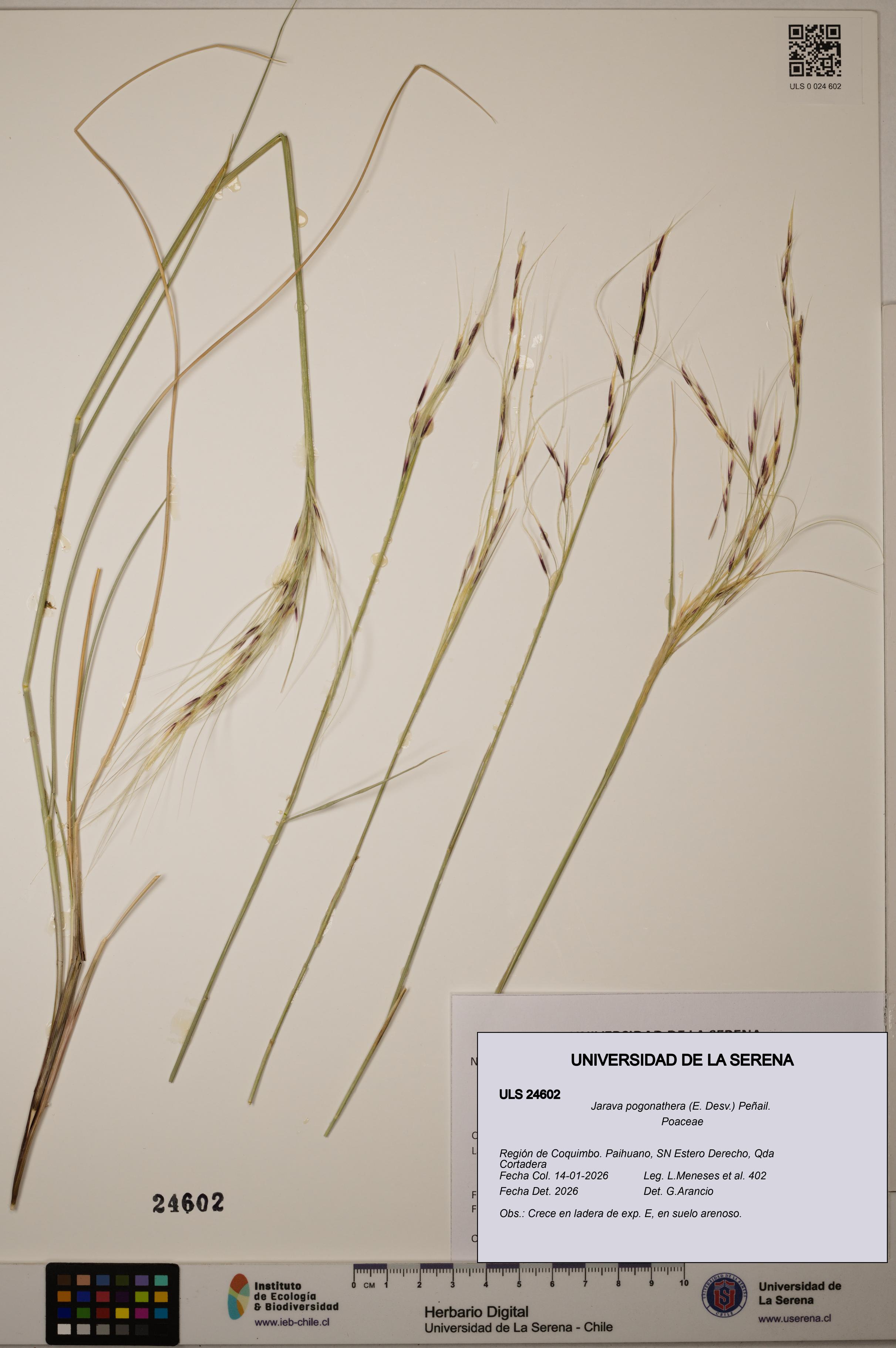 Jarava pogonathera [Espécimen: ULS:ULS:0024602]