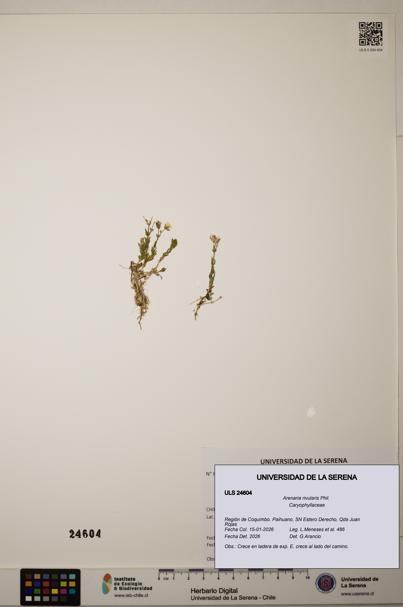 Arenaria rivularis [Espécimen: ]