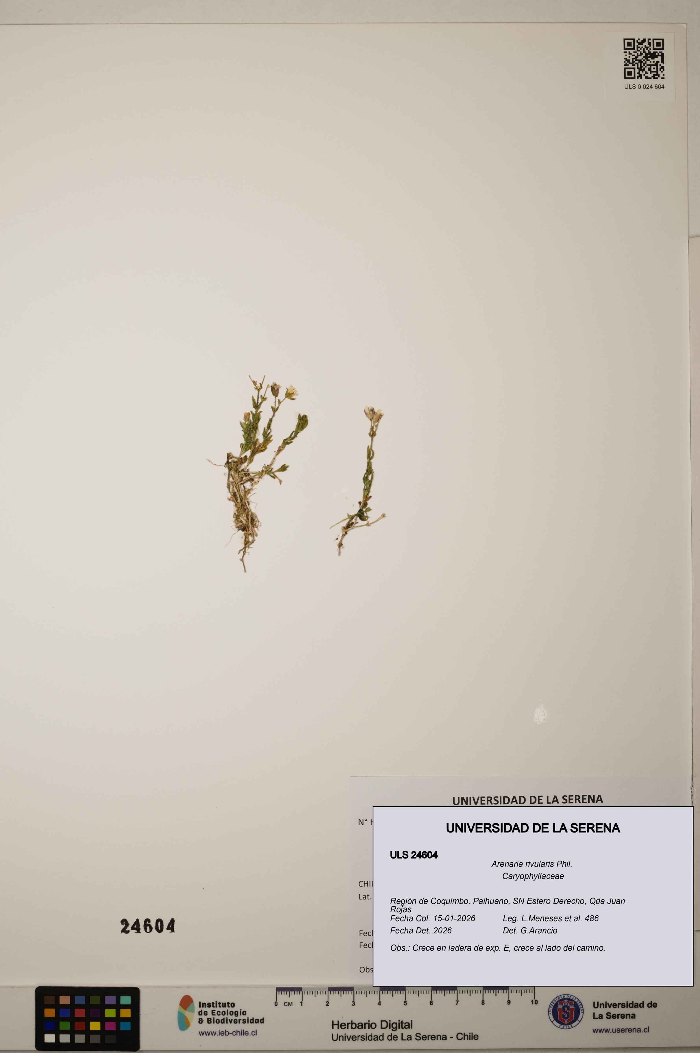 Arenaria rivularis [Espécimen: ]