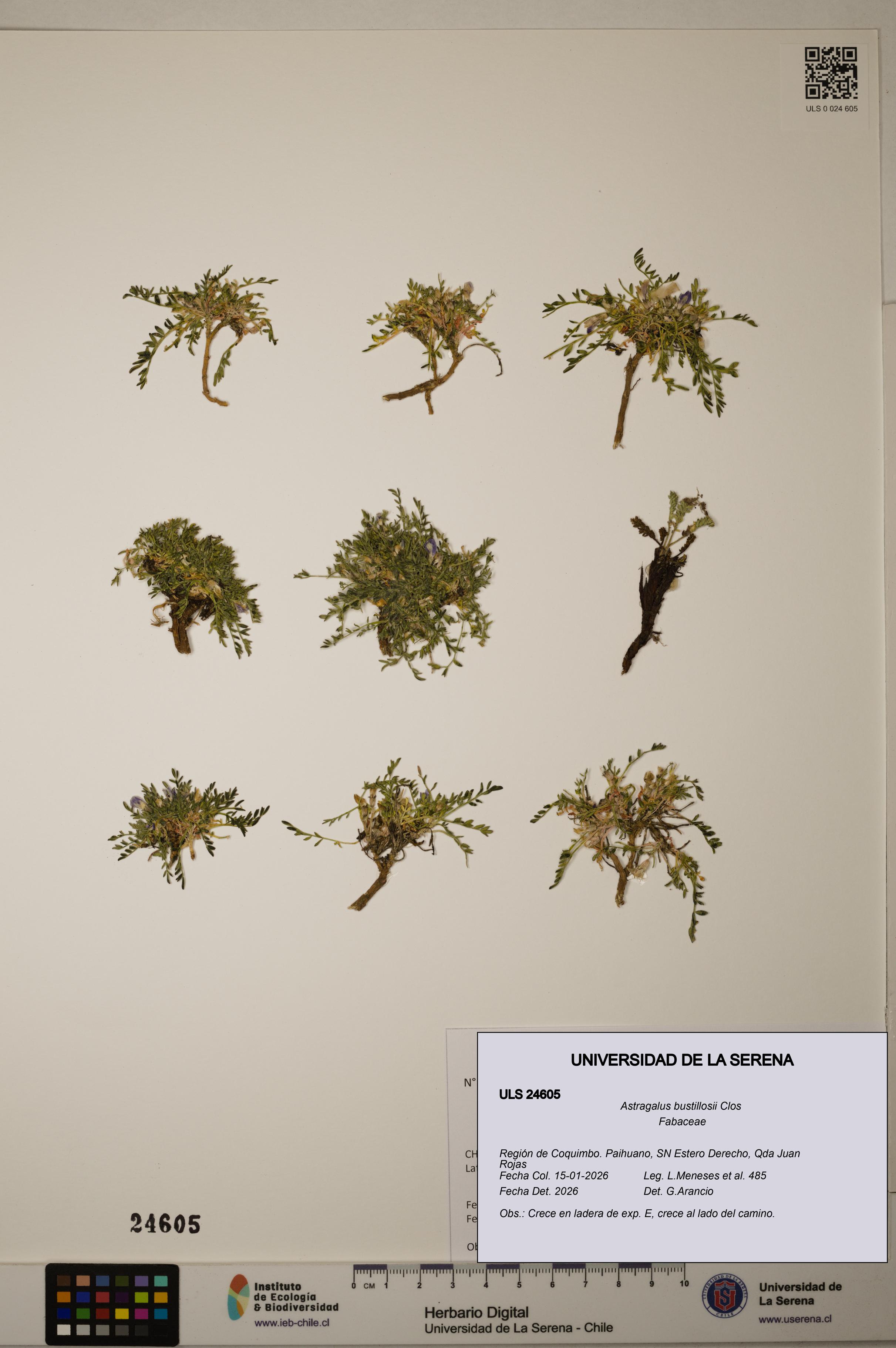 Astragalus bustillosii [Espécimen: ]