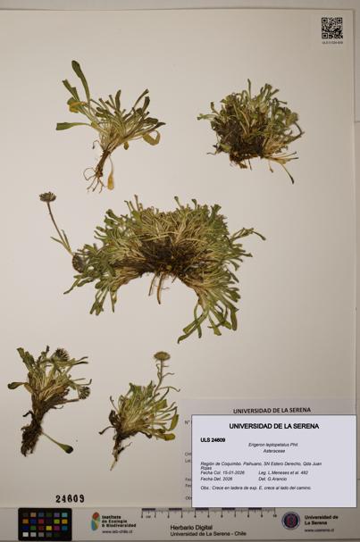 Erigeron leptopetalus [Espécimen: ]