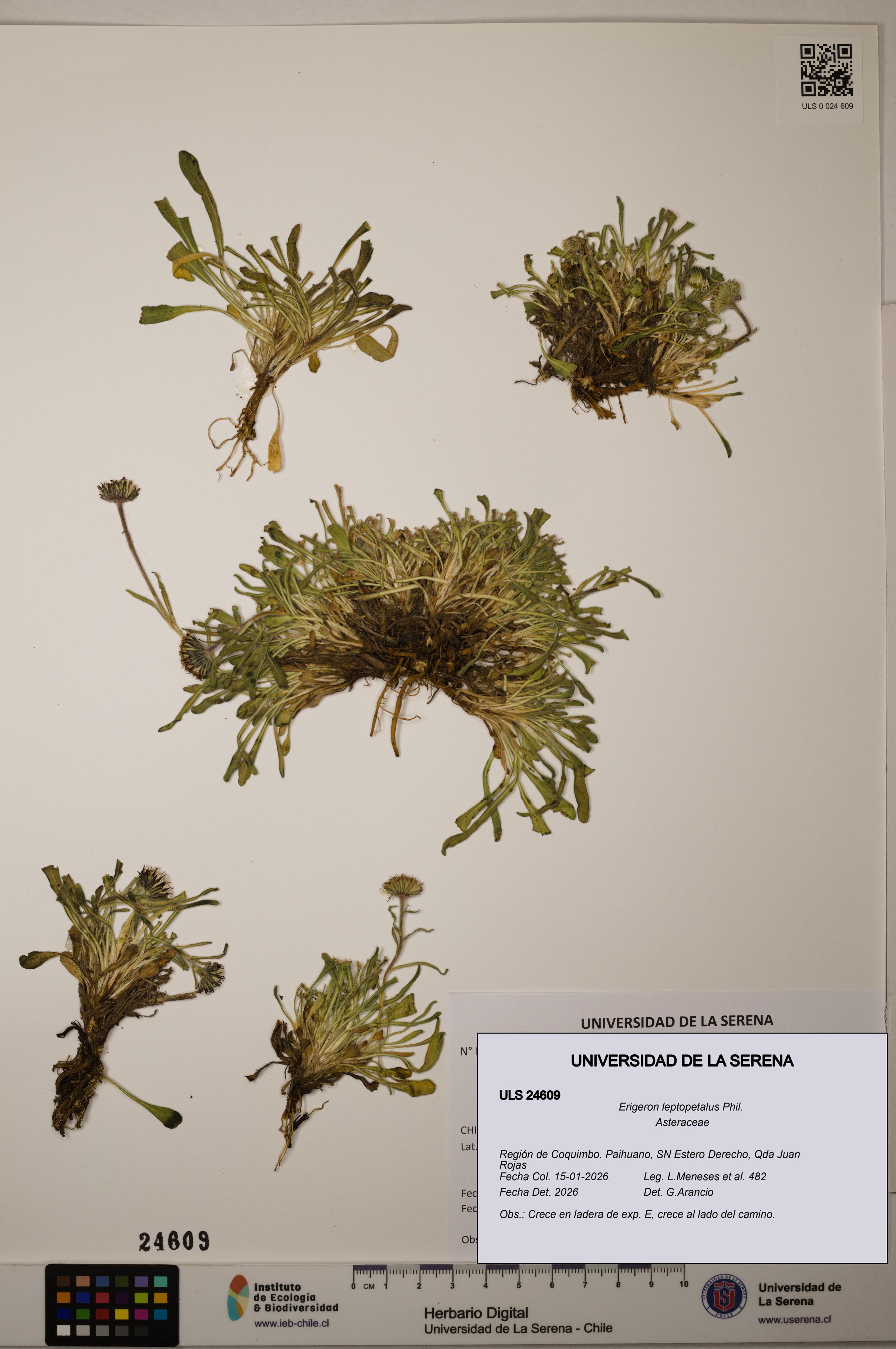 Erigeron leptopetalus [Espécimen: ]