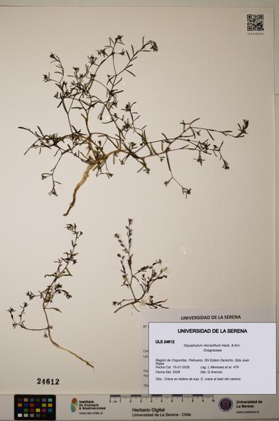 Gayophytum micranthum [Espécimen: ]