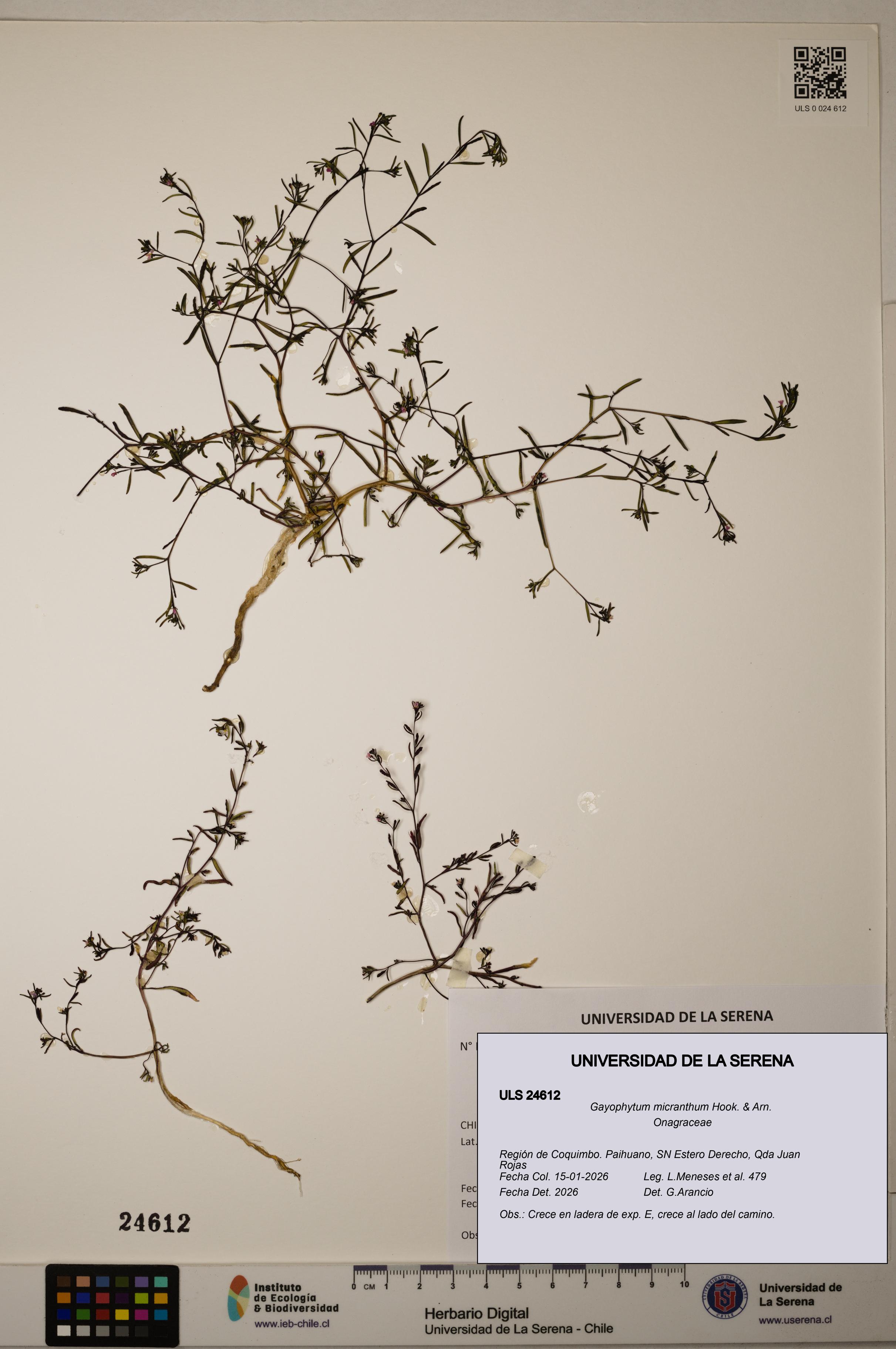 Gayophytum micranthum [Espécimen: ]