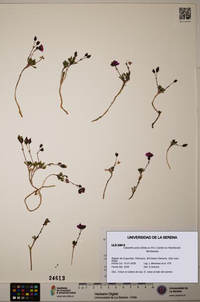 Cistanthe picta [Espécimen: ULS:ULS:0024613]