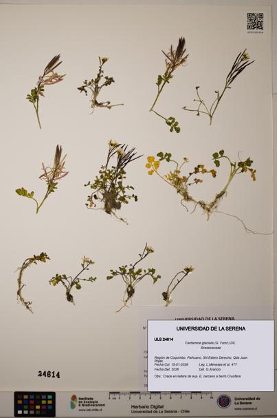 Cardamine glacialis [Espécimen: ]