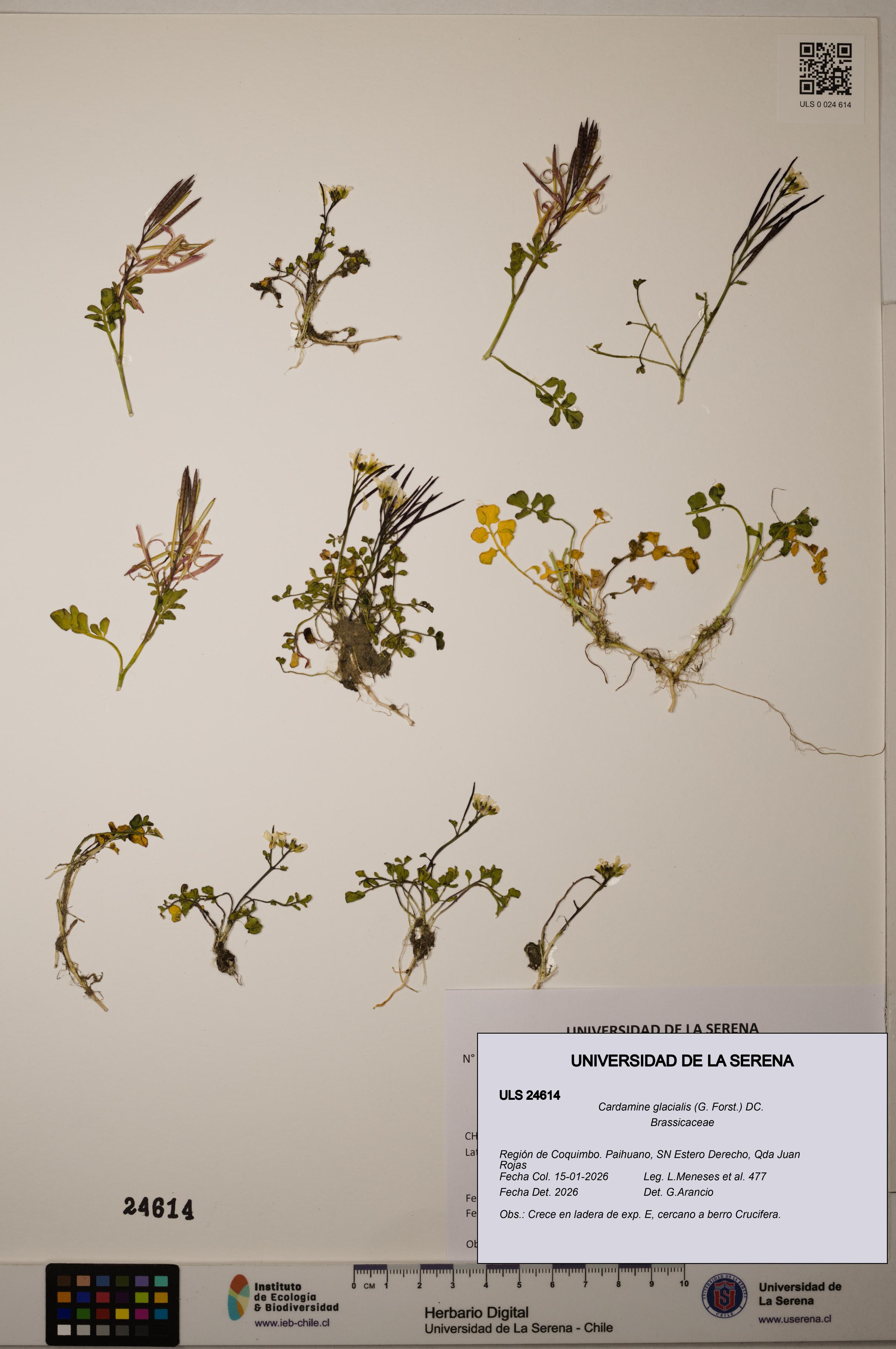 Cardamine glacialis [Espécimen: ]
