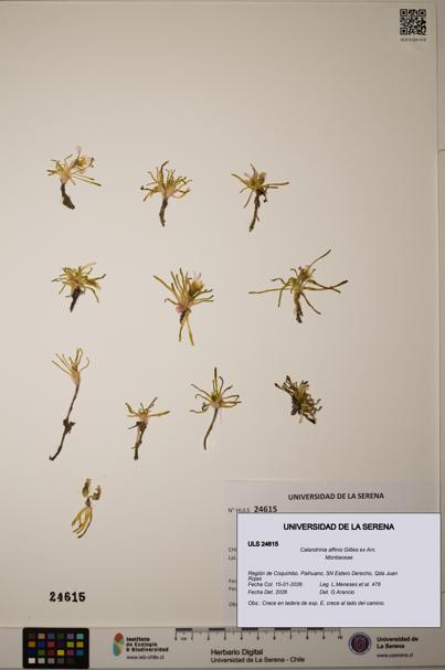 Calandrinia affinis [Espécimen: ULS:ULS:0024615]