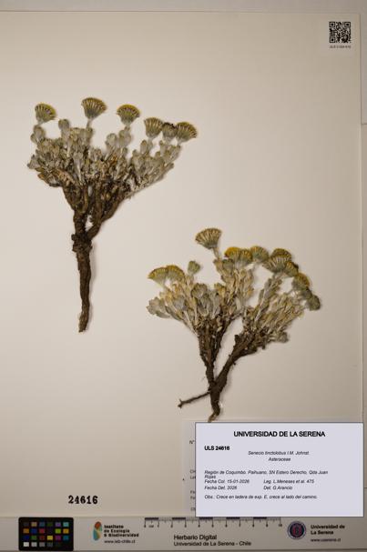 Senecio tinctolobus [Espécimen: ]