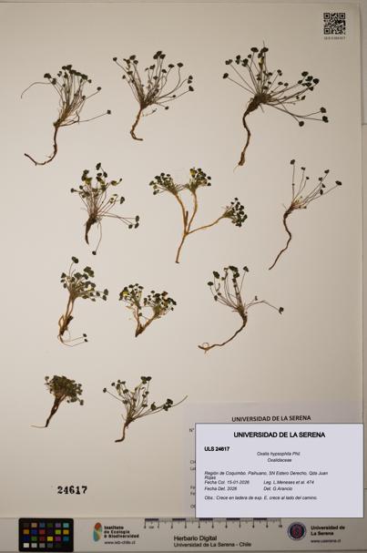 Oxalis hypsophila [Espécimen: ]